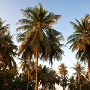 Palmeras
