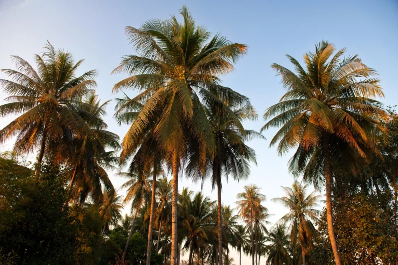 Palmeras