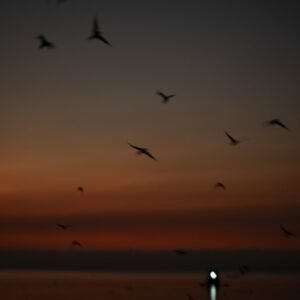 Aves al anochecer