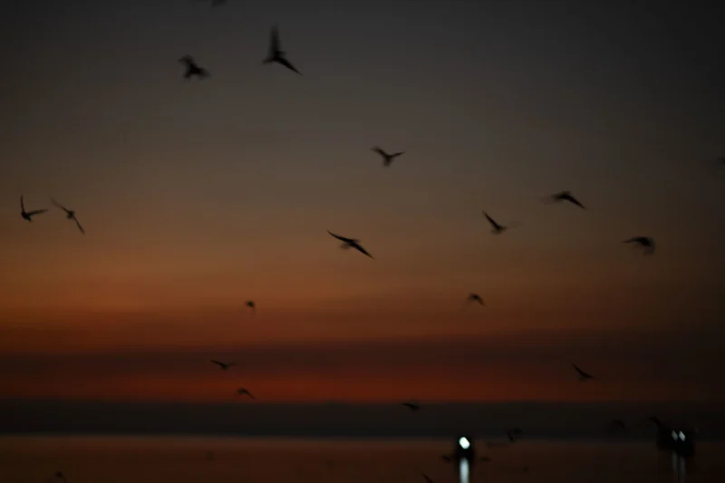 Aves al anochecer