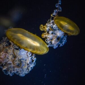 Medusas
