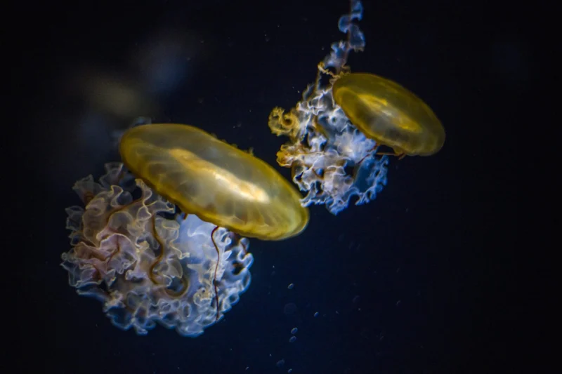 Medusas