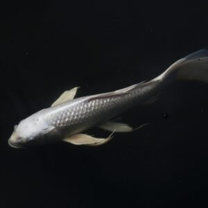 Koi I
