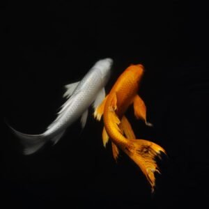 Koi II