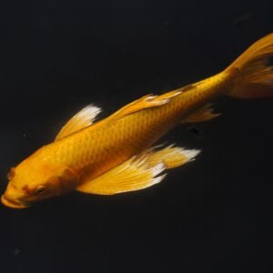Koi III